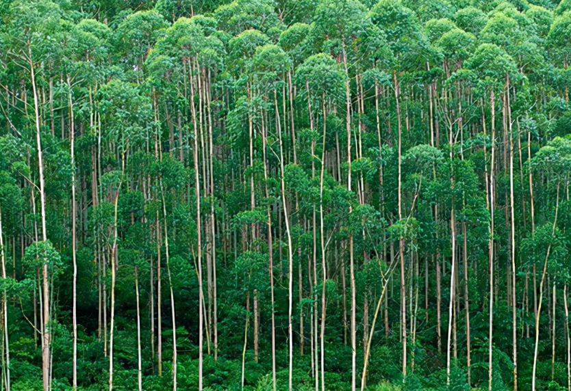 桉树冬天施肥有效吗