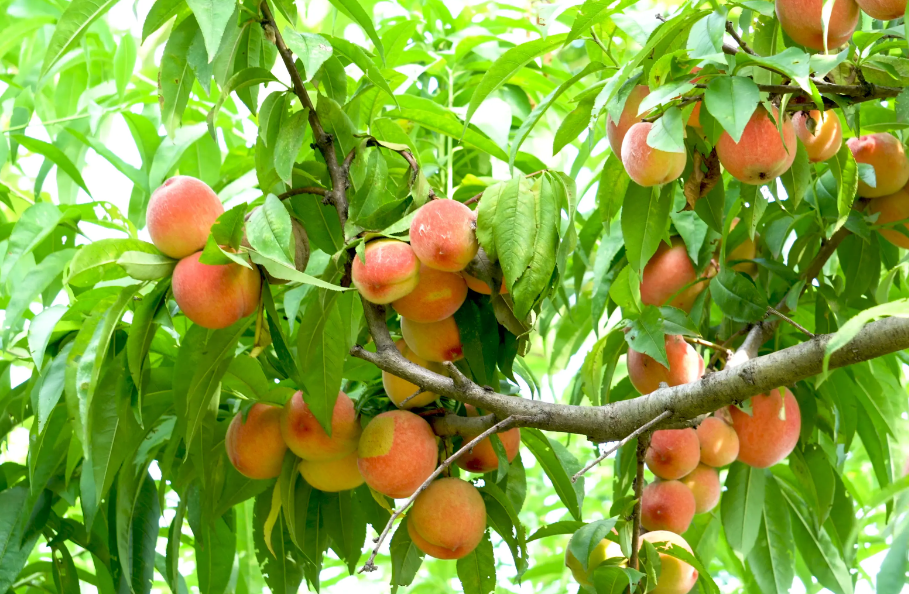 桃树什么时候修剪枝条为合适