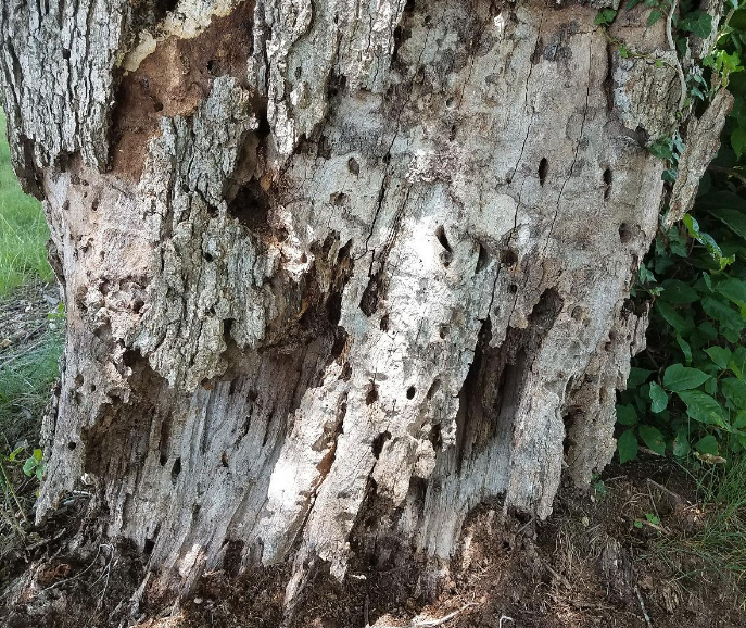 树干被虫子蛀出洞怎么防治