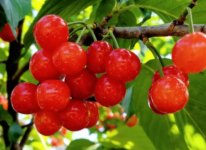 适合湖南省的樱桃树