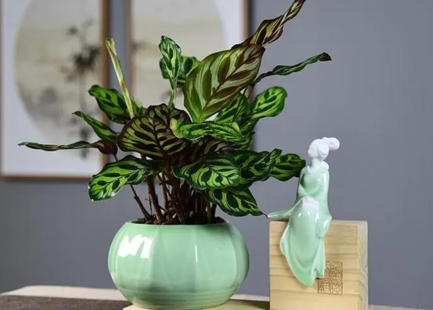 孔雀盆景花栽培方法