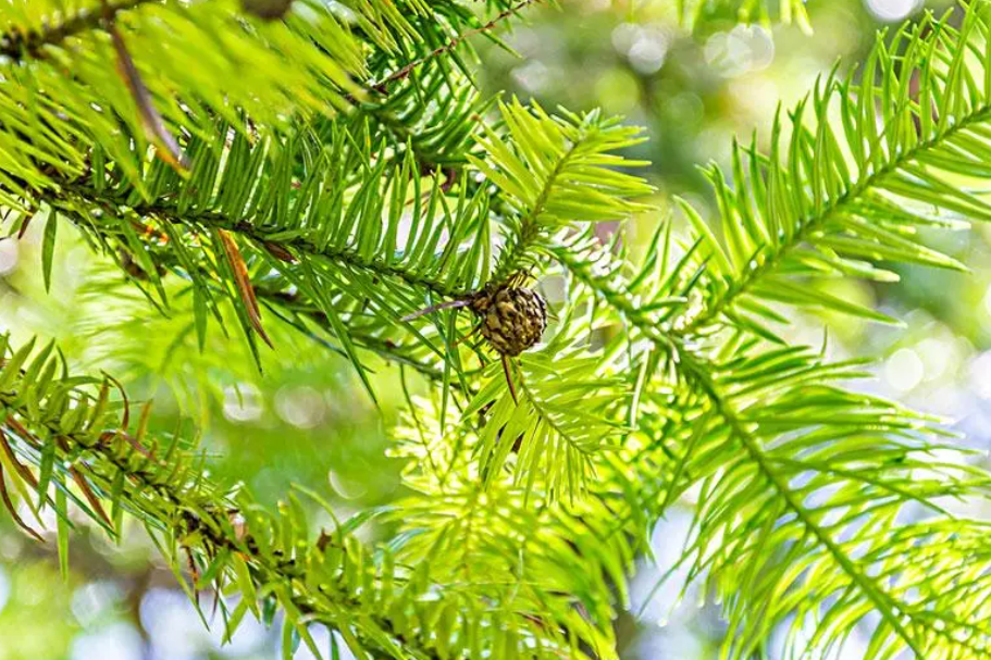 杉树一年四季的变化