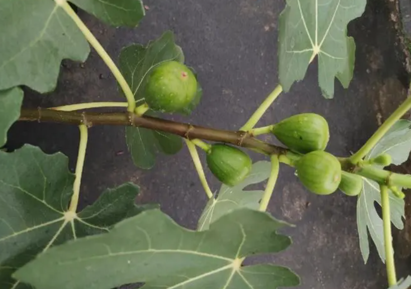 无花果春季用什么肥料