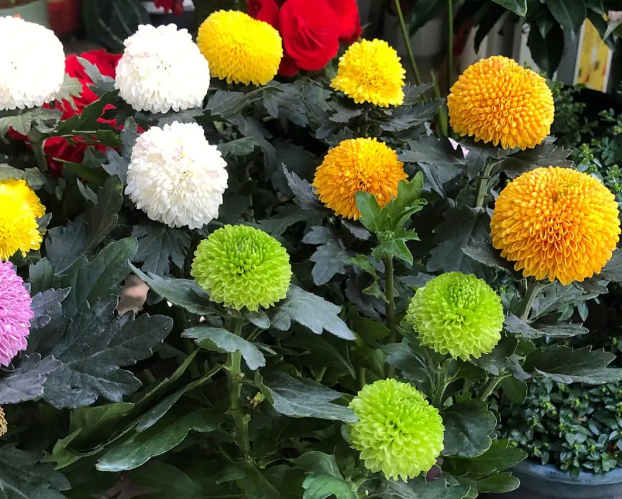 乒乓菊第二年开花变样了怎么回事