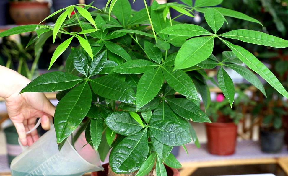 秋冬季发财树怎么养