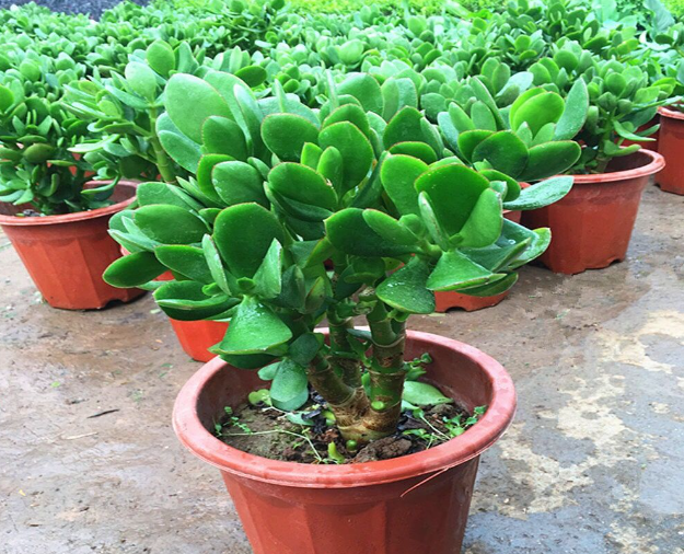 盆栽玉树喜阴还是喜阳