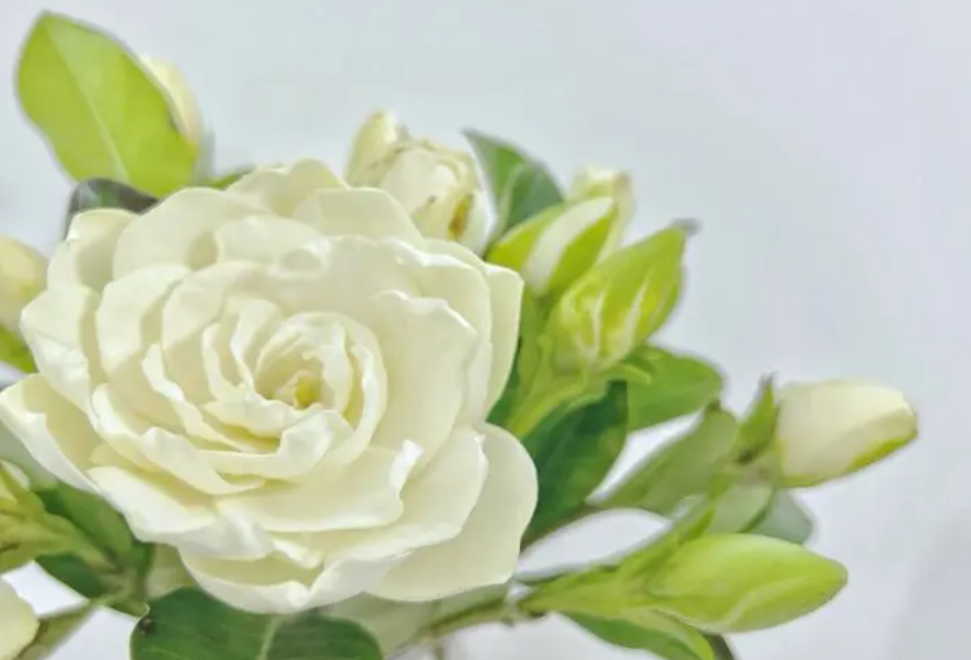 栀子花克什么属相