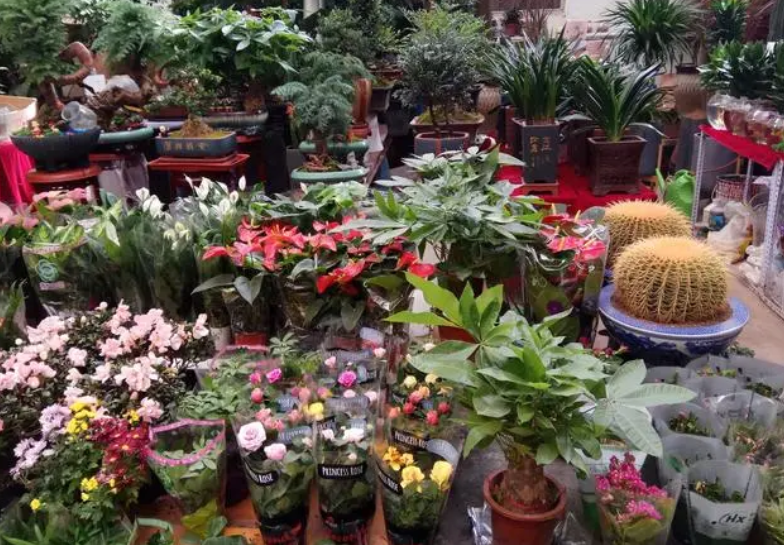 斗南花卉市场有盆栽吗