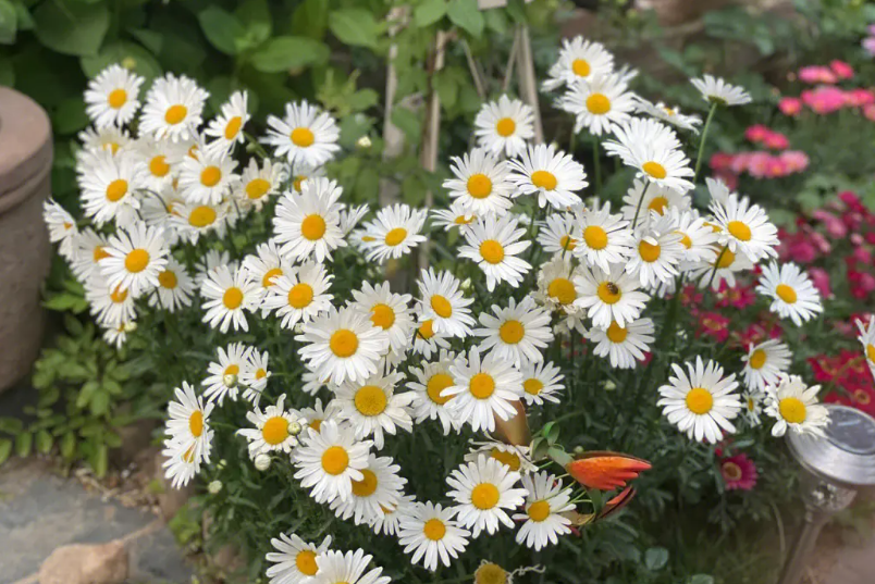 玛格丽特开完花如何修剪