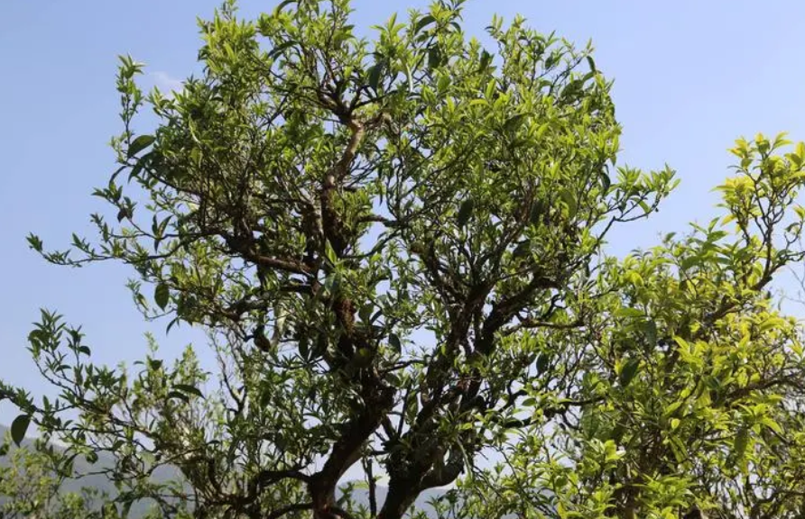 古树茶生长在哪里