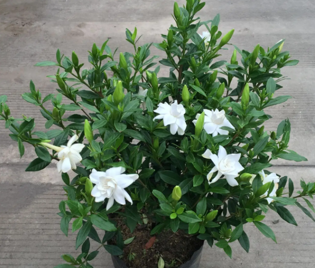 盆栽栀子花种子怎么种