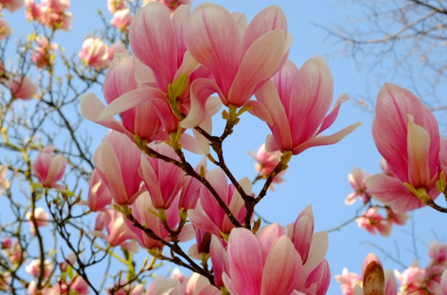 听说家里不能种玉兰花