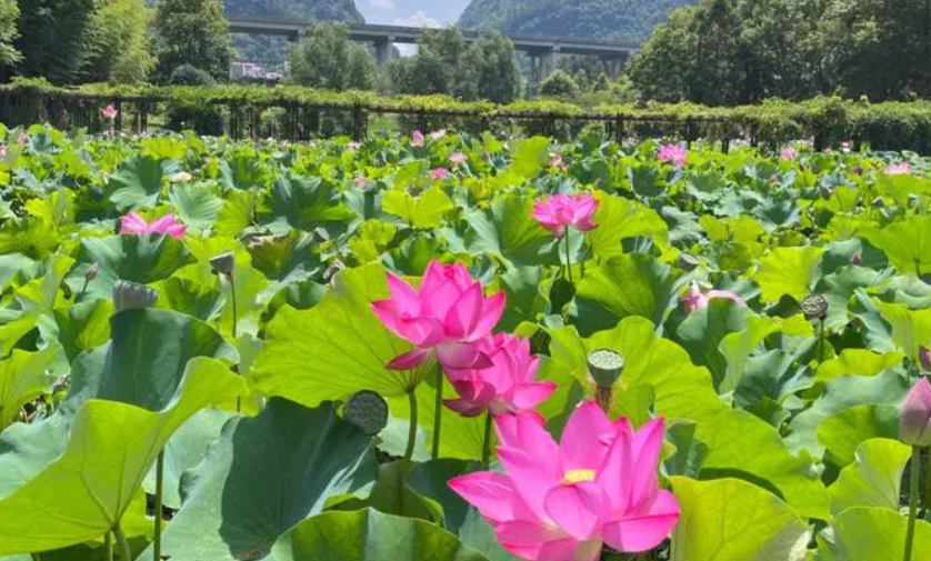 荷花苗种植方法和时间