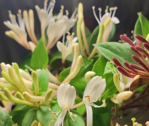 种植金银花是骗局吗