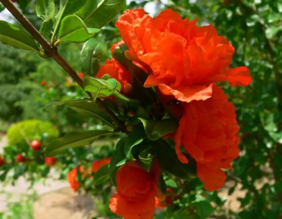 石榴花适合什么土壤