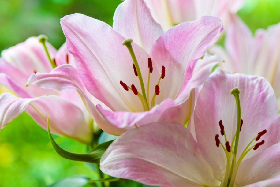 百合花可以12月种吗