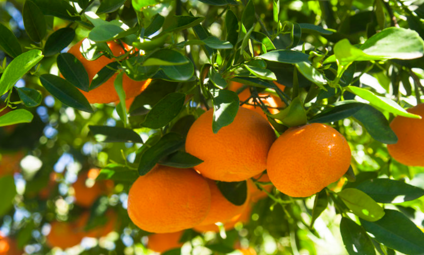 移栽橘子树怎样提高成活率高