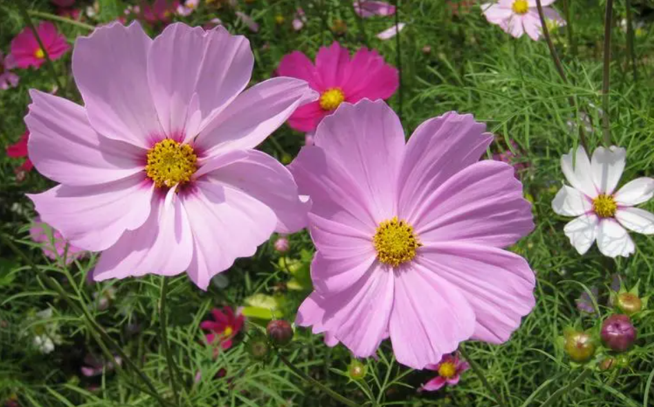 四季开花的盆栽花卉有哪些