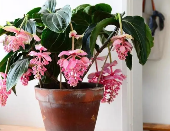 宝莲灯花养殖注意事