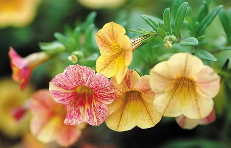 舞春花换盆后注意事项