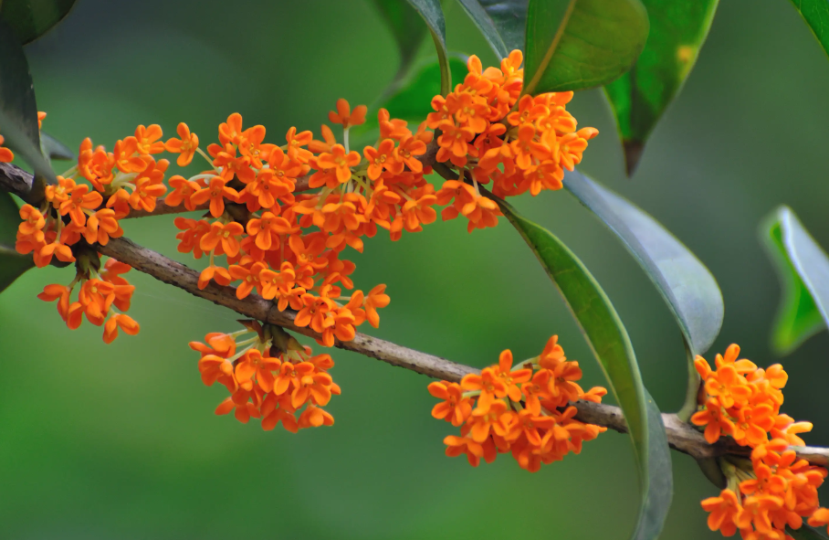 桂花几天不浇水会死