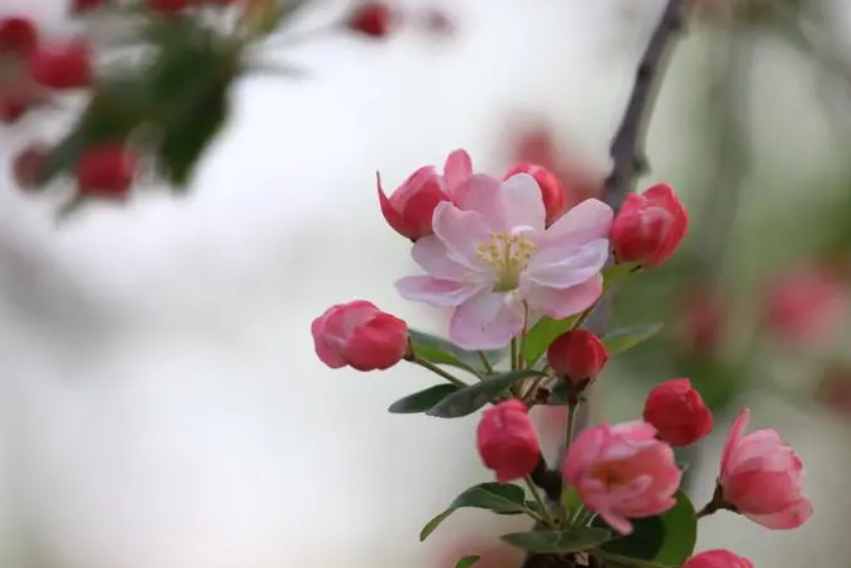 海棠花开完花怎样修剪