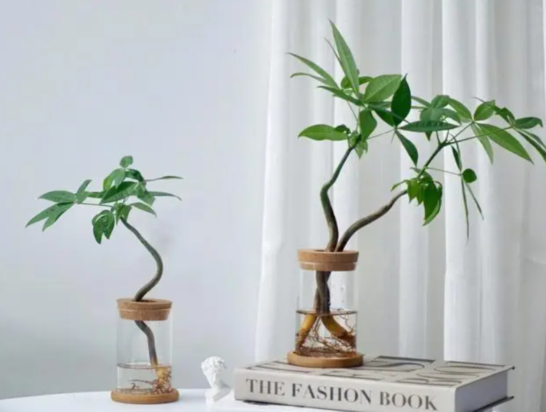 水培发财树多少水合适