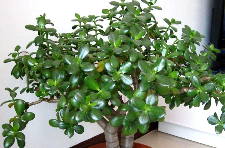 玉树施什么肥料最好