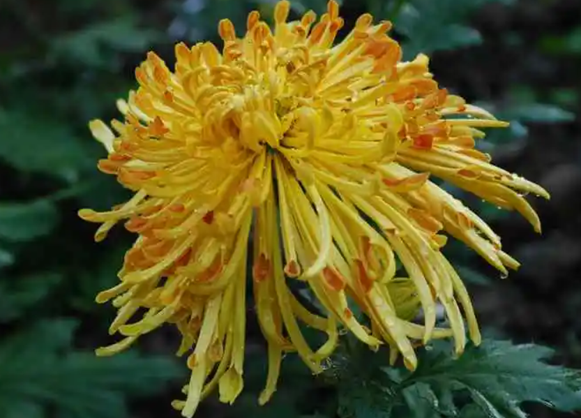 菊花冬天怎么养才能安全过冬