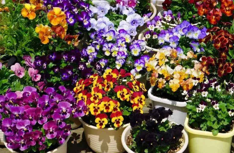 养花行业的前景和销路