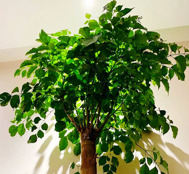 幸福树需要多大的盆