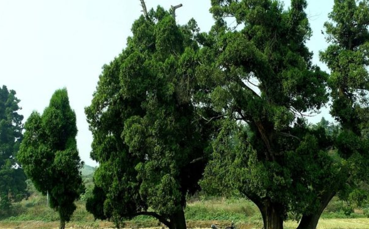柏树什么季节移栽好