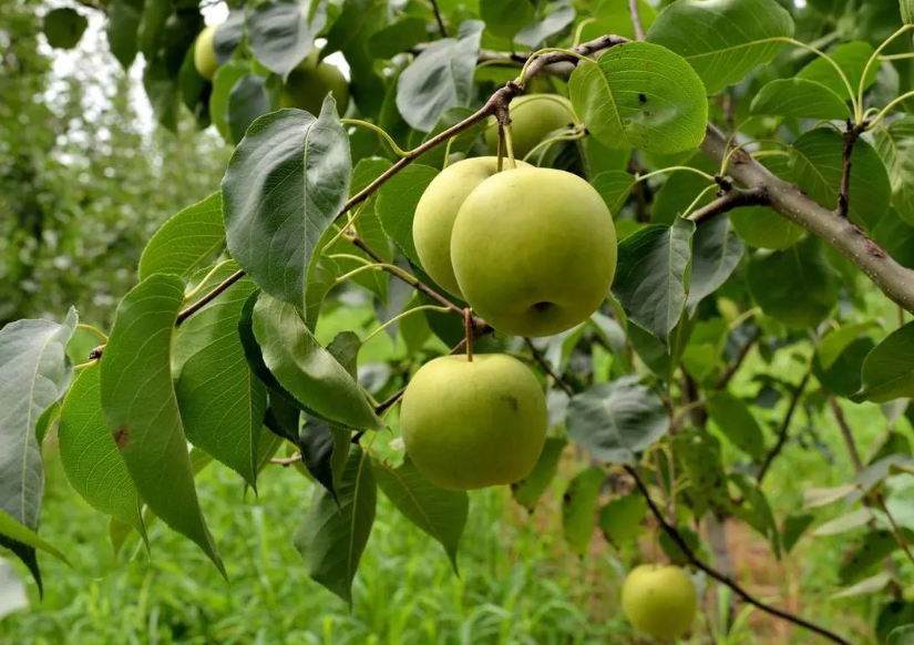 院子里种梨树需要注意什么