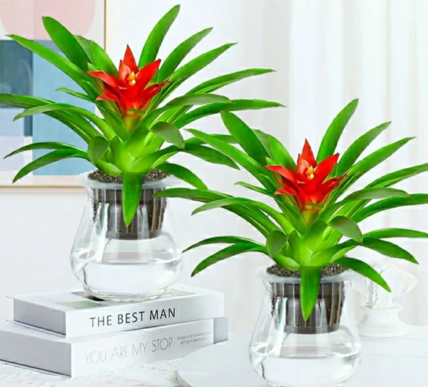 水养鸿运当头花怎么养