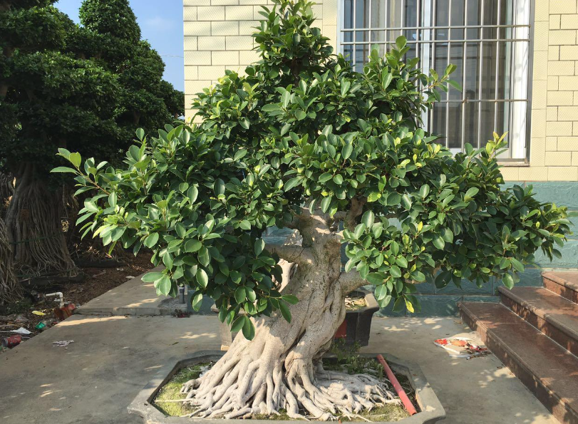 榕树盆景怎么养护