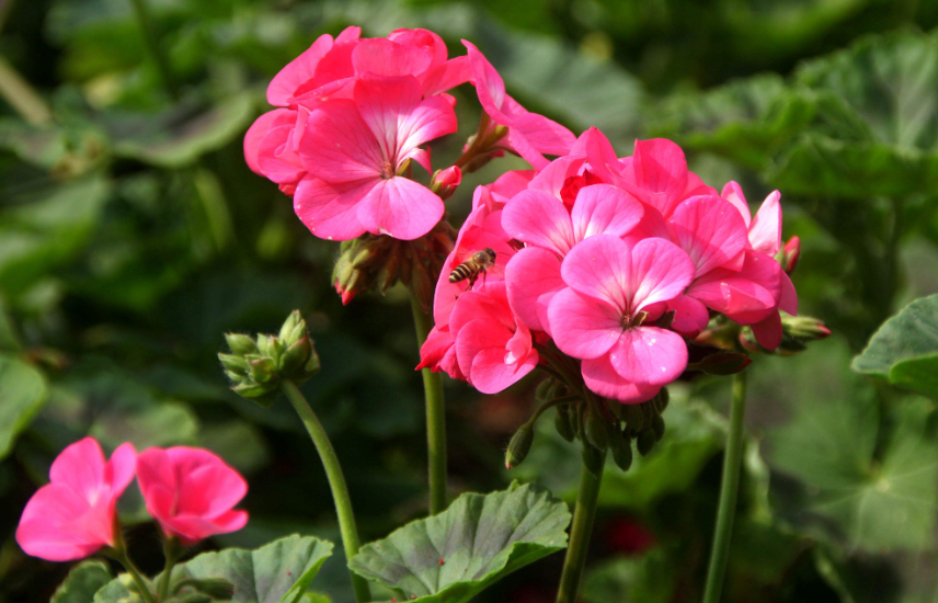 天竺葵什么季节开花