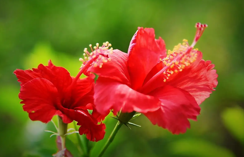 朱槿花怎么扦插与修剪