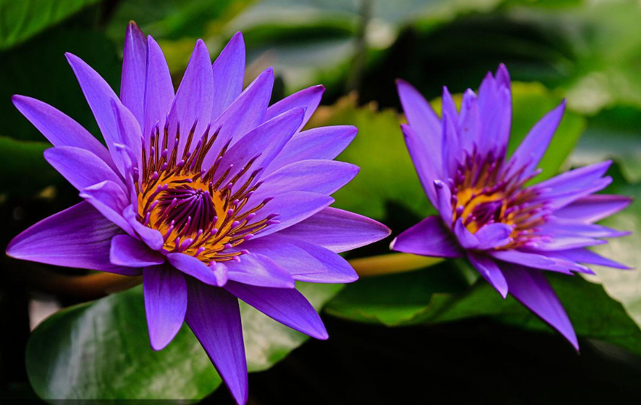 紫色睡莲花束可以养家里吗