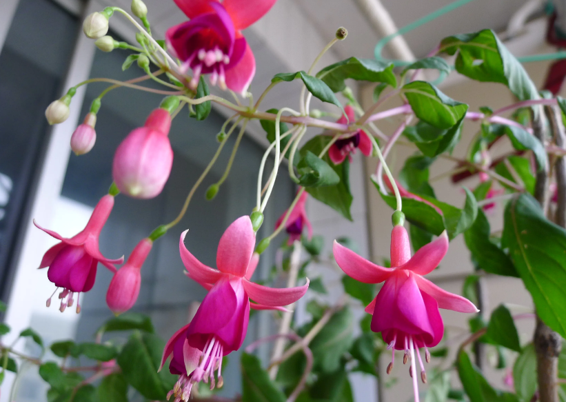 灯笼花多长时间浇一次水