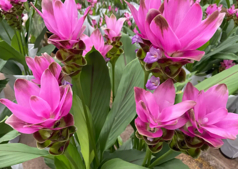 姜荷花冬天枯萎还能长出来吗