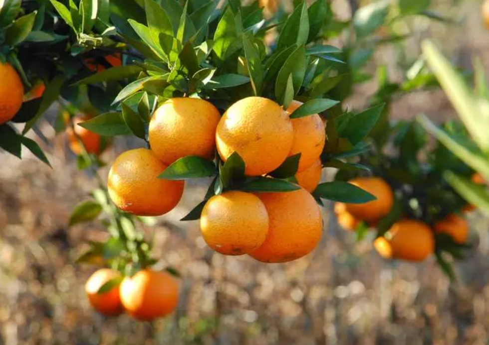 江西适合种植什么果树