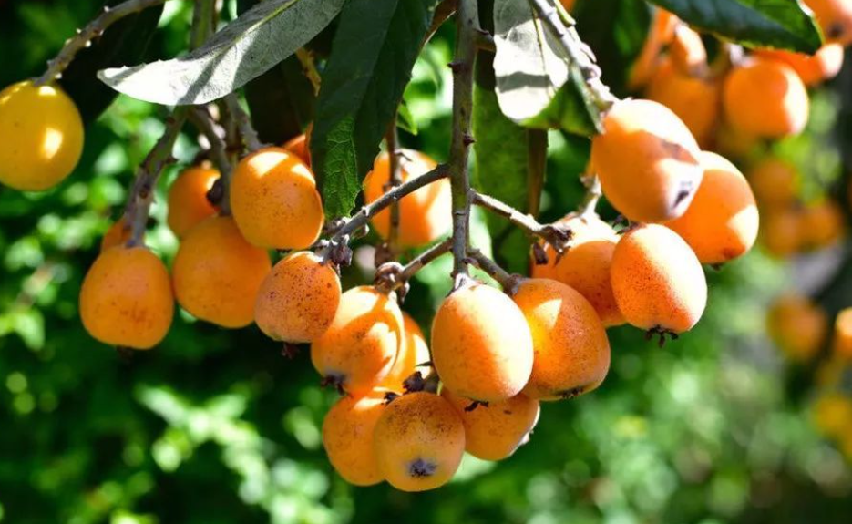 枇杷树浇什么肥能多开花