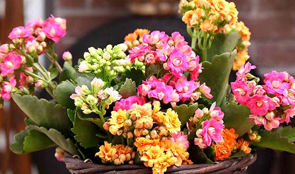 长寿花养护及注意事项