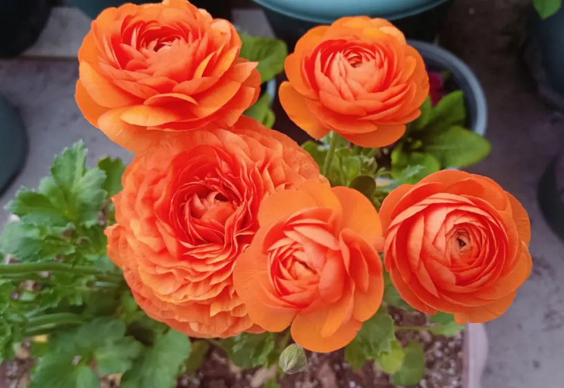 花毛茛不能要不吉利吗