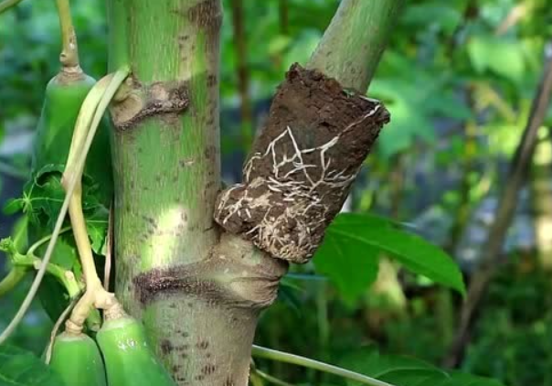 可以让树快速生根的方法