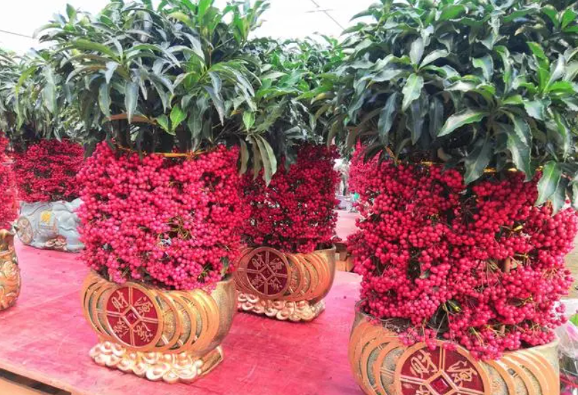 金玉满堂花几月份开花