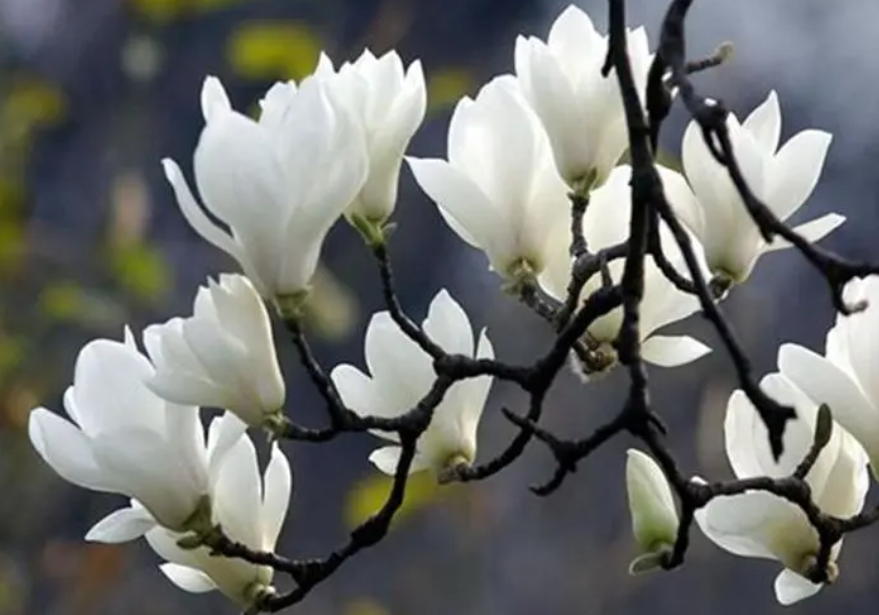 白玉兰树栽在家里哪个位置好