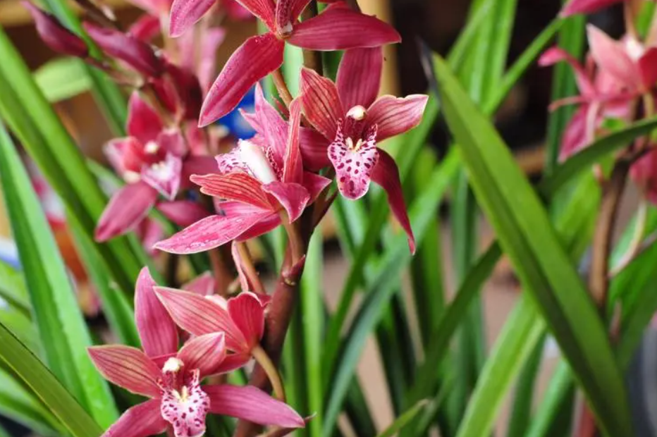 墨兰用什么花盆好