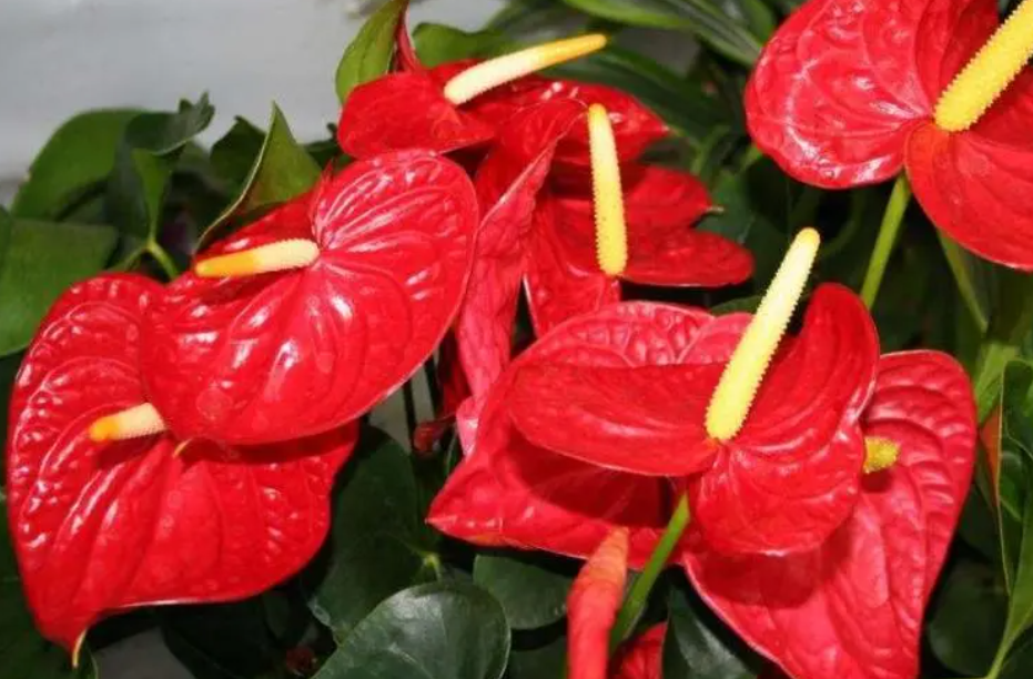 火鹤花几天浇一次水