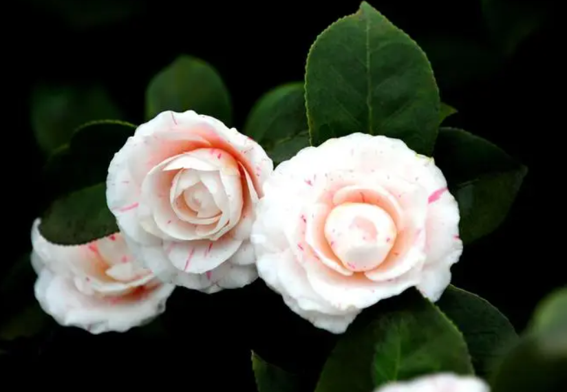 茶花不开花掉花苞